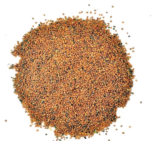 Organic taramira seeds - taramira,